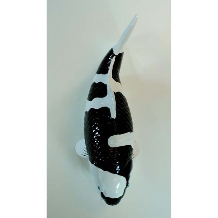 Koi Replica Shiro
