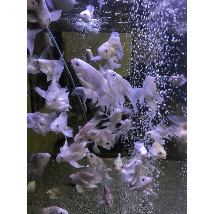 3-4" Platinum Short Body Koi
