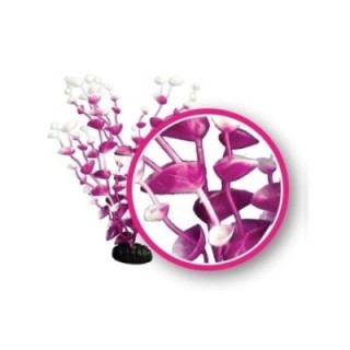 Magenta Tulips - Weco Plant