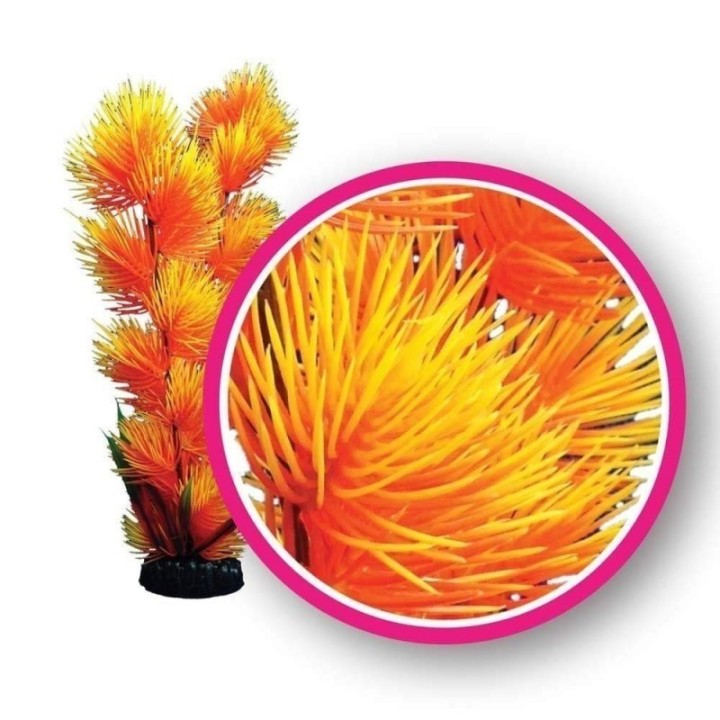 Orange Pom Pom - Weco Plant